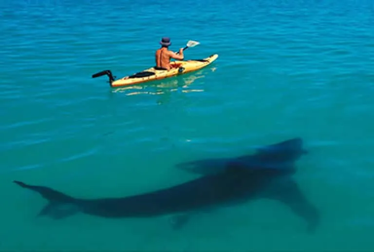 shark circling a kayak
